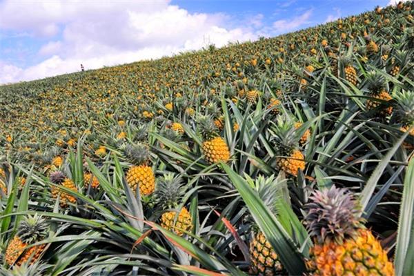 “80后”天貓店一天賣60萬斤徐聞菠蘿，卻賠到破產？！