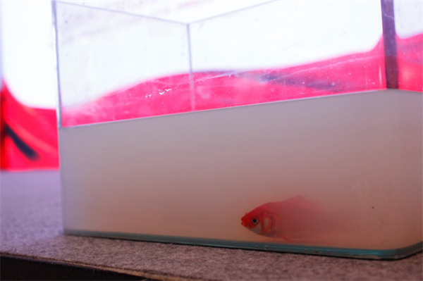 水性漆木門發布：大自然木門將健康進行到底！