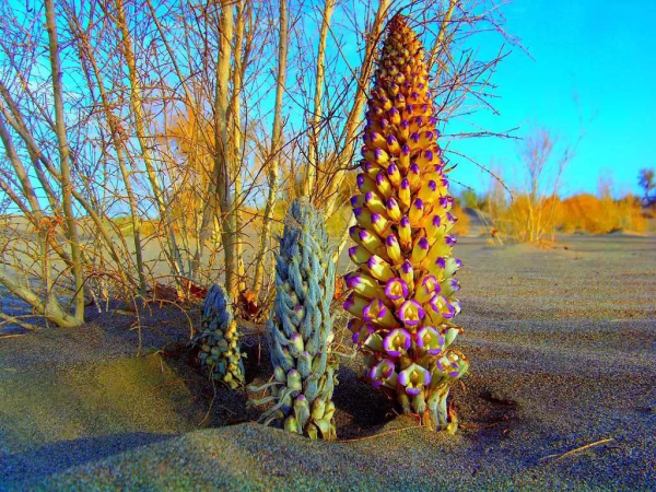 大自然家居挺進阿拉善，揭開神秘的面紗